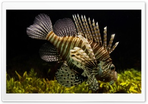 Lionfish Ultra HD Wallpaper for 4K UHD Widescreen desktop, tablet & smartphone