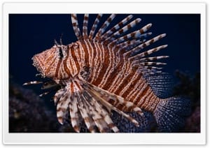 Lionfish in Natural Habitat 4K UHD Wallpaper for Widescreen and UltraWide Desktop, UltraHD TV, Smartphone, Tablet