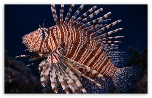 Lionfish in Natural Habitat UltraHD Wallpaper for UHD 16:9 ; HD 16:9 ; UltraWide 21:9 24:10 ; Widescreen 16:10 ; Tablet 1:1 ;