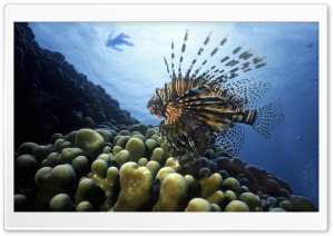 Lionfish Pacific Ocean Ultra HD Wallpaper for 4K UHD Widescreen desktop, tablet & smartphone