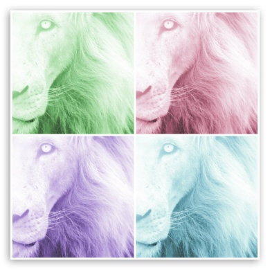 Lions 4 Way UltraHD Wallpaper for Tablet 1:1 ;