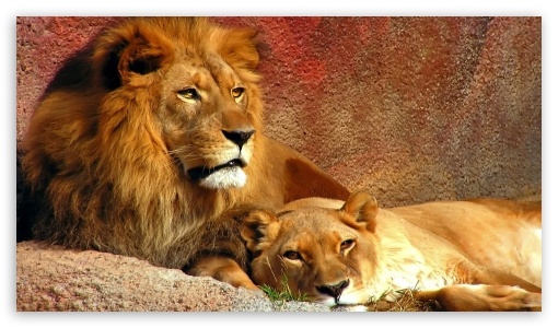 Lions UltraHD Wallpaper for HD 16:9 ;