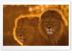 Lions, Animals, Wildlife Ultra HD Wallpaper for 4K UHD Widescreen desktop, tablet & smartphone