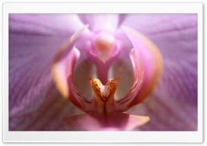 Lips Of The Orchid Ultra HD Wallpaper for 4K UHD Widescreen desktop, tablet & smartphone
