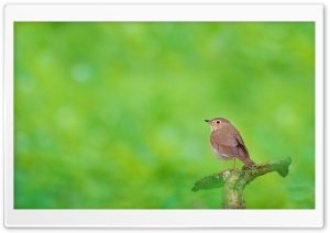 Little Bird Ultra HD Wallpaper for 4K UHD Widescreen desktop, tablet & smartphone