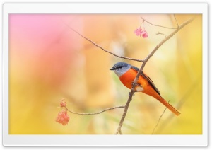 Little Bird, Spring Ultra HD Wallpaper for 4K UHD Widescreen desktop, tablet & smartphone