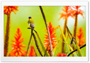 Little Bird Standing in the Rain Ultra HD Wallpaper for 4K UHD Widescreen desktop, tablet & smartphone