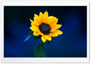 Little Bright Yellow Sunflower Ultra HD Wallpaper for 4K UHD Widescreen desktop, tablet & smartphone