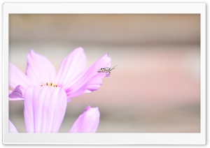 Little Bug Ultra HD Wallpaper for 4K UHD Widescreen desktop, tablet & smartphone