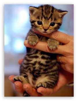 Little cat UltraHD Wallpaper for Mobile 3:5 3:4 ;