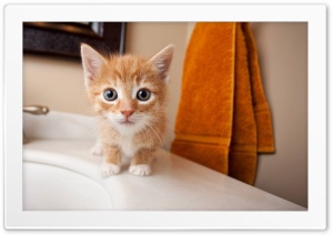Little cat 4K UHD Wallpaper for Widescreen and UltraWide Desktop, UltraHD TV, Smartphone, Tablet