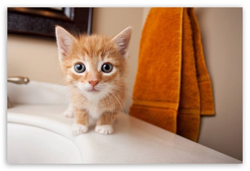 Little cat 4K UHD Background Wallpaper for UltraHD Desktop and TV