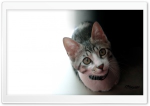 Little Cat Ultra HD Wallpaper for 4K UHD Widescreen desktop, tablet & smartphone