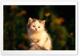 Little Cat Watching Poor Ultra HD Wallpaper for 4K UHD Widescreen desktop, tablet & smartphone