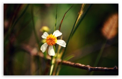 Little Flower With Five Petals UltraHD Wallpaper for Widescreen 16:10 ;