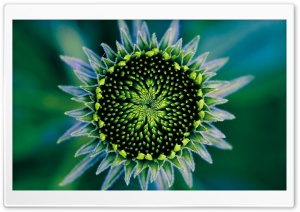 Little Green Sunflower Ultra HD Wallpaper for 4K UHD Widescreen desktop, tablet & smartphone