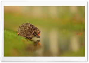 Little Hedgehog At The Water Ultra HD Wallpaper for 4K UHD Widescreen desktop, tablet & smartphone