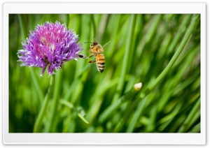 Little Honey Bee Ultra HD Wallpaper for 4K UHD Widescreen desktop, tablet & smartphone