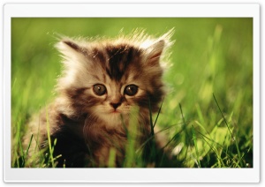 Little Kitten Ultra HD Wallpaper for 4K UHD Widescreen desktop, tablet & smartphone