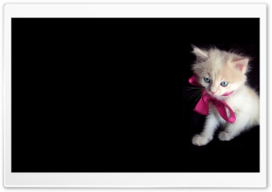 Little Kitty Ultra HD Wallpaper for 4K UHD Widescreen desktop, tablet & smartphone