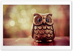 Little Lucky Owl Ultra HD Wallpaper for 4K UHD Widescreen desktop, tablet & smartphone