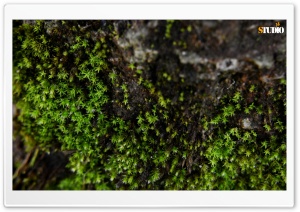Little Moss Ultra HD Wallpaper for 4K UHD Widescreen desktop, tablet & smartphone