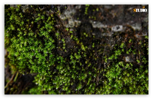 Little Moss UltraHD Wallpaper for HD 16:9 ; Widescreen 16:10 5:3 ; Fullscreen 4:3 ; Tablet 1:1 ; Mobile 3:5 3:4 ;