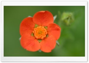 Little Orange Flower Ultra HD Wallpaper for 4K UHD Widescreen desktop, tablet & smartphone