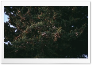 Little Pines Ultra HD Wallpaper for 4K UHD Widescreen desktop, tablet & smartphone
