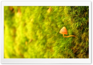 Little Sprout Ultra HD Wallpaper for 4K UHD Widescreen desktop, tablet & smartphone