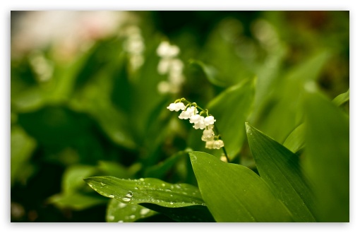 Little White Flowers In Grass UltraHD Wallpaper for HD 16:9 ; Widescreen 16:10 5:3 ; Fullscreen 4:3 5:4 3:2 ; Tablet 1:1 ; Mobile 3:5 3:4 ;