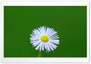 Little Wild Daisy Ultra HD Wallpaper for 4K UHD Widescreen desktop, tablet & smartphone