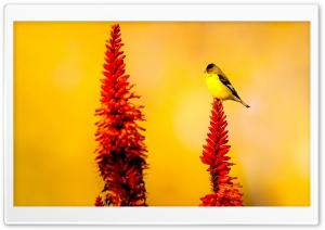 Little Yellow Bird Ultra HD Wallpaper for 4K UHD Widescreen desktop, tablet & smartphone
