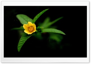 Little Yellow Flower Green Leaves Ultra HD Wallpaper for 4K UHD Widescreen desktop, tablet & smartphone