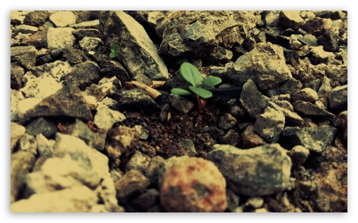 live UltraHD Wallpaper for Widescreen 5:3 ;
