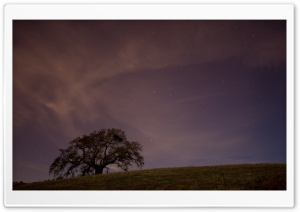 Live Oak At Twilight Ultra HD Wallpaper for 4K UHD Widescreen desktop, tablet & smartphone