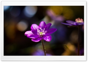 Liverleaf Flower Bokeh Macro Ultra HD Wallpaper for 4K UHD Widescreen desktop, tablet & smartphone