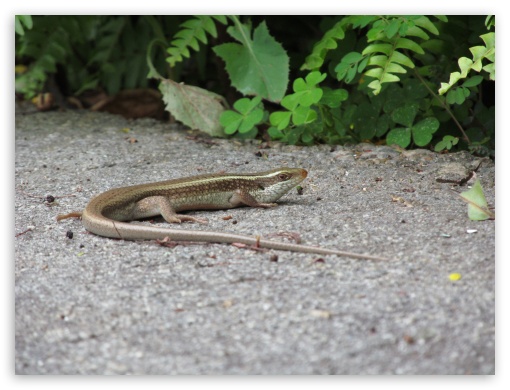 lizard UltraHD Wallpaper for Fullscreen 4:3 ;