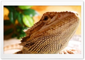 Lizard Ultra HD Wallpaper for 4K UHD Widescreen desktop, tablet & smartphone