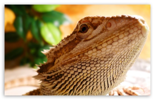 Lizard UltraHD Wallpaper for UHD 16:9 2160p 1440p 1080p 900p 720p ; 8K UHD TV 16:9 Ultra High Definition 2160p 1440p 1080p 900p 720p ; Widescreen 16:10 5:3 WHXGA WQXGA WUXGA WXGA WGA ; Fullscreen 4:3 5:4 3:2 UXGA XGA SVGA QSXGA SXGA DVGA HVGA HQVGA ( Apple PowerBook G4 iPhone 4 3G 3GS iPod Touch ) ;