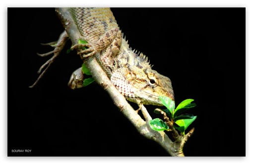 lizard UltraHD Wallpaper for UHD 16:9 ; HD 16:9 ; Widescreen 16:10 5:3 ;