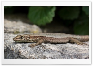 Lizard - time to come out Ultra HD Wallpaper for 4K UHD Widescreen desktop, tablet & smartphone