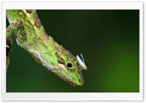 Lizard And Grasshopper Ultra HD Wallpaper for 4K UHD Widescreen desktop, tablet & smartphone