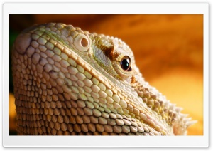 Lizard Head Ultra HD Wallpaper for 4K UHD Widescreen desktop, tablet & smartphone