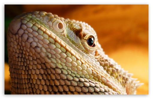 Lizard Head UltraHD Wallpaper for UHD 16:9 2160p 1440p 1080p 900p 720p ; 8K UHD TV 16:9 Ultra High Definition 2160p 1440p 1080p 900p 720p ; Widescreen 16:10 WHXGA WQXGA WUXGA WXGA ; Fullscreen 4:3 5:4 3:2 UXGA XGA SVGA QSXGA SXGA DVGA HVGA HQVGA ( Apple PowerBook G4 iPhone 4 3G 3GS iPod Touch ) ;