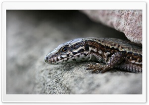Lizard On A Rock Ultra HD Wallpaper for 4K UHD Widescreen desktop, tablet & smartphone