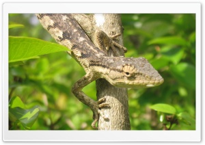 Lizard On A Tree Ultra HD Wallpaper for 4K UHD Widescreen Desktop, Lockscreen, Screensaver, TV, Tablet, Smartphone