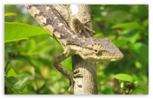 Lizard On A Tree UltraHD Wallpaper for HD 16:9 ; Widescreen 16:10 5:3 ; Fullscreen 4:3 5:4 3:2 ;