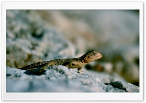 Lizard on Rock Ultra HD Wallpaper for 4K UHD Widescreen desktop, tablet & smartphone