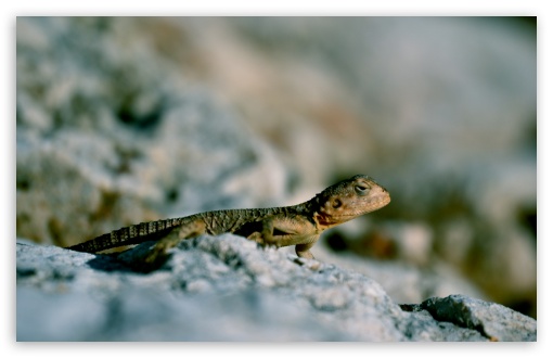 Lizard on Rock UltraHD Wallpaper for UHD 16:9 2160p 1440p 1080p 900p 720p ; 8K UHD TV 16:9 Ultra High Definition 2160p 1440p 1080p 900p 720p ; UltraWide 32:9 32:10 ; Widescreen 16:10 5:3 WHXGA WQXGA WUXGA WXGA WGA ; Fullscreen 4:3 5:4 3:2 UXGA XGA SVGA QSXGA SXGA DVGA HVGA HQVGA ( Apple PowerBook G4 iPhone 4 3G 3GS iPod Touch ) ; Tablet 1:1 ; Dual 16:10 5:3 16:9 4:3 5:4 WHXGA WQXGA WUXGA WXGA WGA 2160p 1440p 1080p 900p 720p UXGA XGA SVGA QSXGA SXGA ;